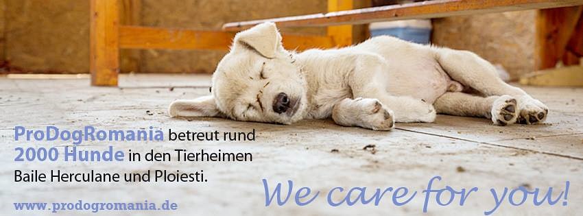 www.prodogromania.de