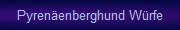 Pyrenenberghund Wrfe