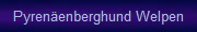 Pyrenenberghund Welpen