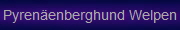Pyrenenberghund Welpen