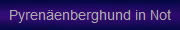 Pyrenenberghund in Not