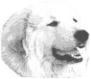 Pyrenenberghund Kopf 2