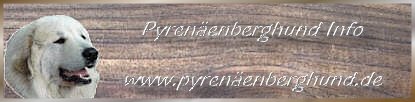 Pyrenenberghund Info