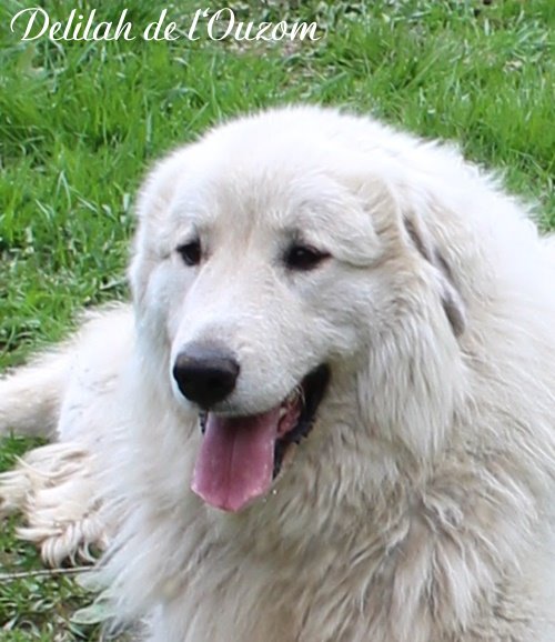 Pyrenenberghund Delilah